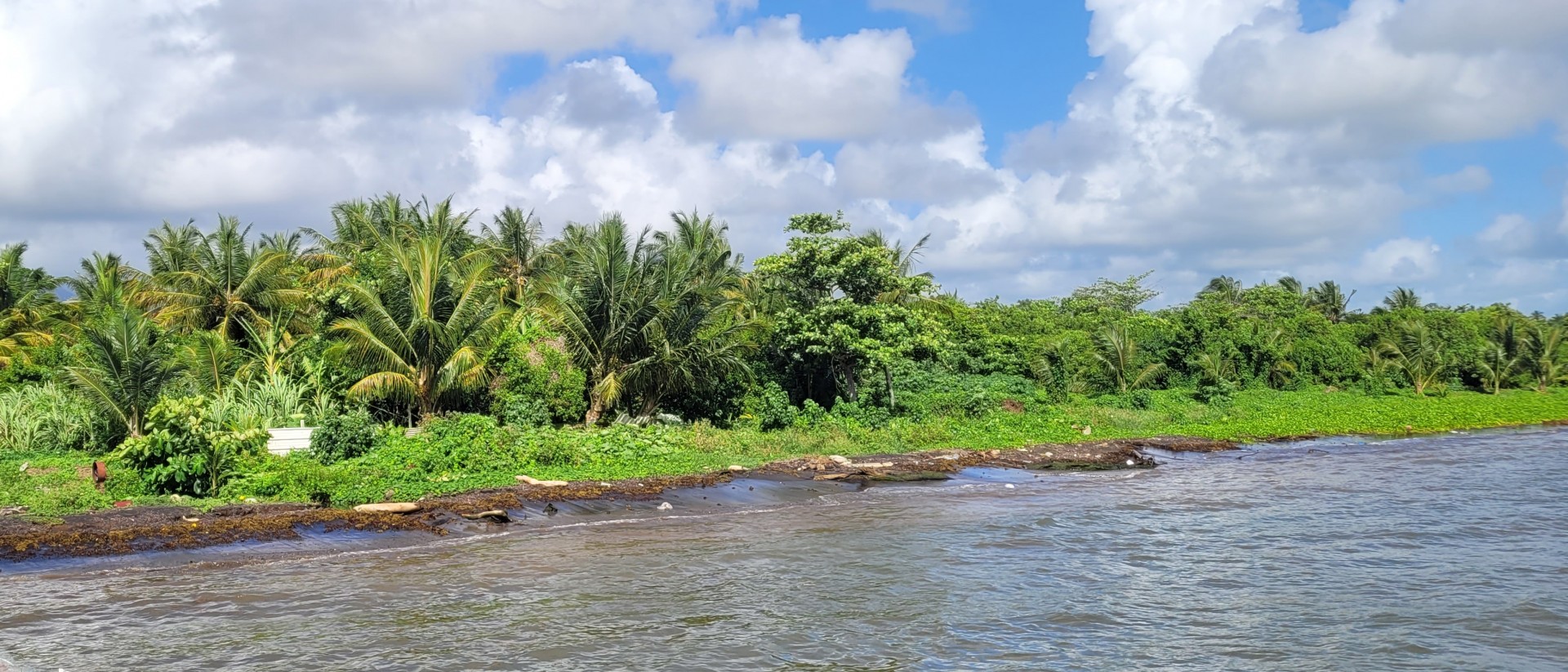 Côte et végétation luxuriante